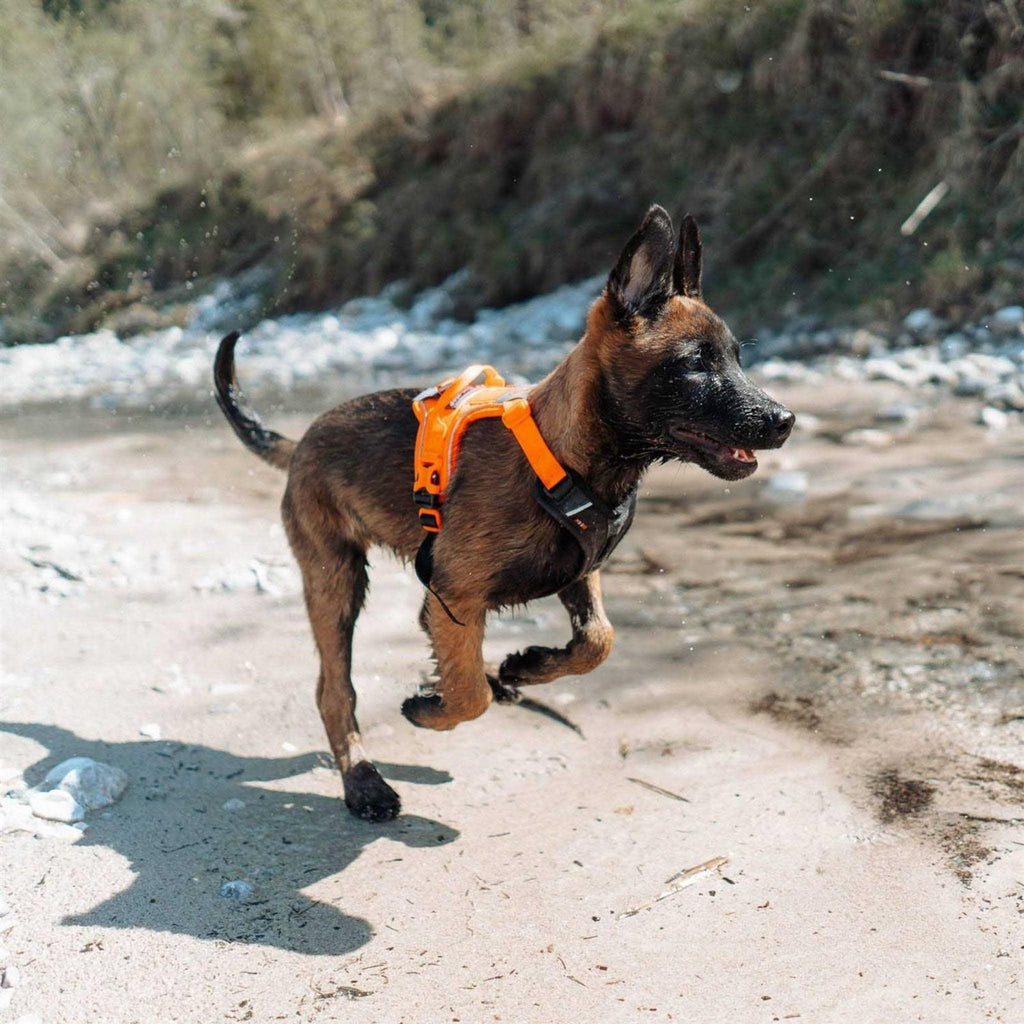 Dog Harness H78062