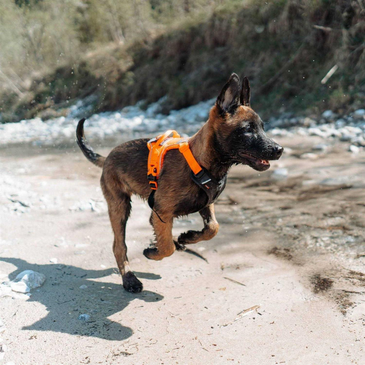 Dog Harness H78062
