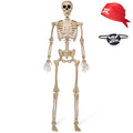 5 FT Life Size Posable Skeleton U33130
