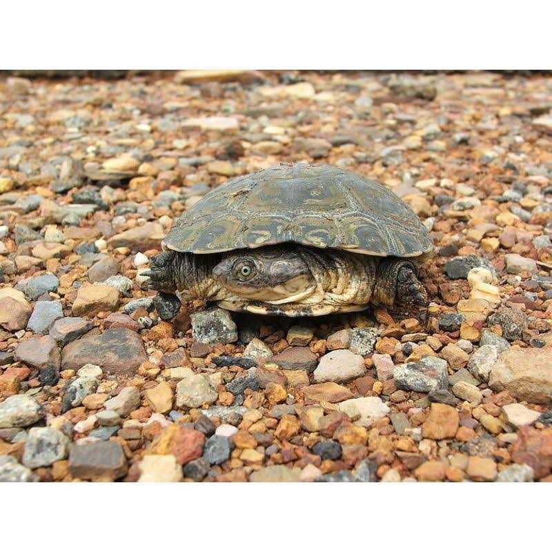 Aquatic Turtle Kit Q1538
