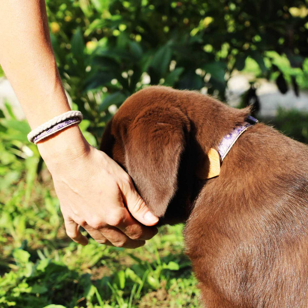Heart Dog Collar J60096