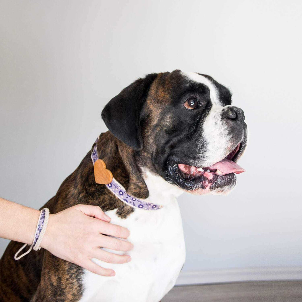 Heart Dog Collar J60096