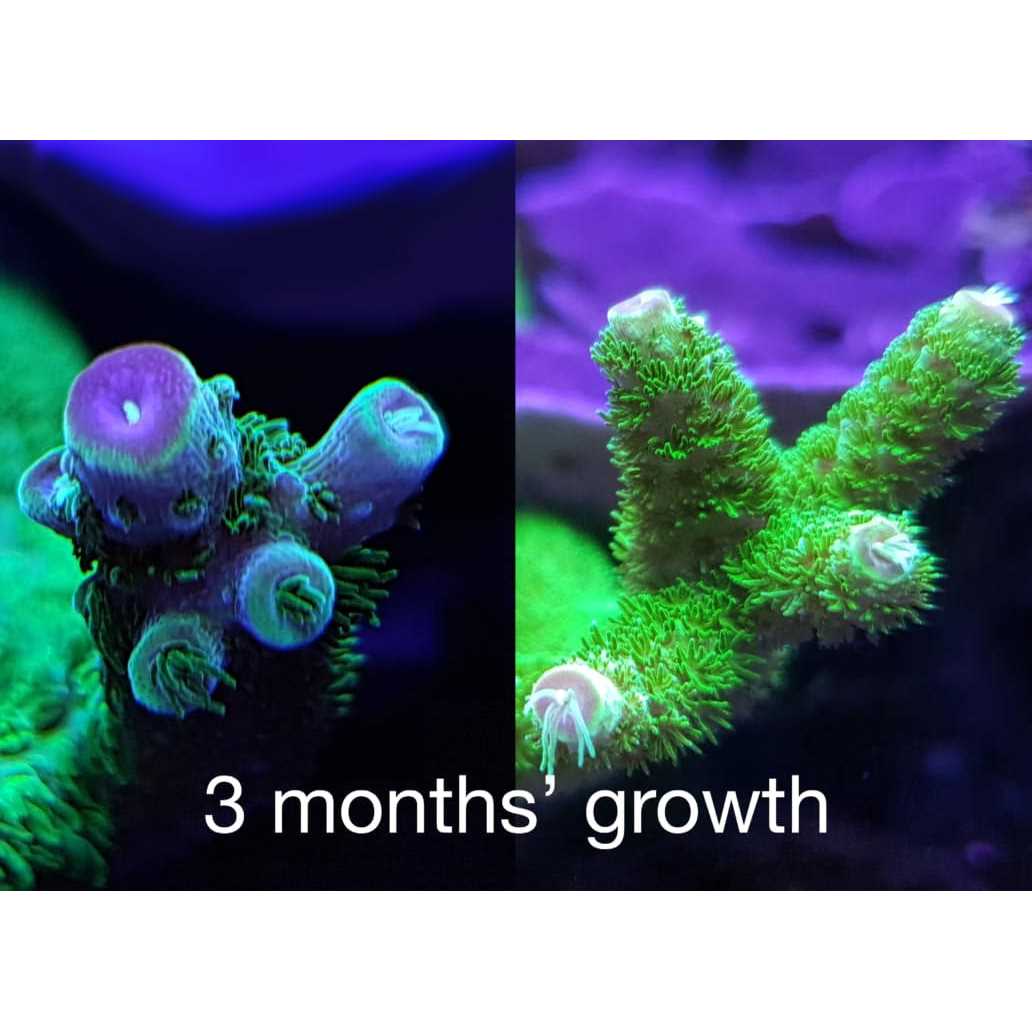 Reef Energy AB+ Plus Coral Nutrition J163892