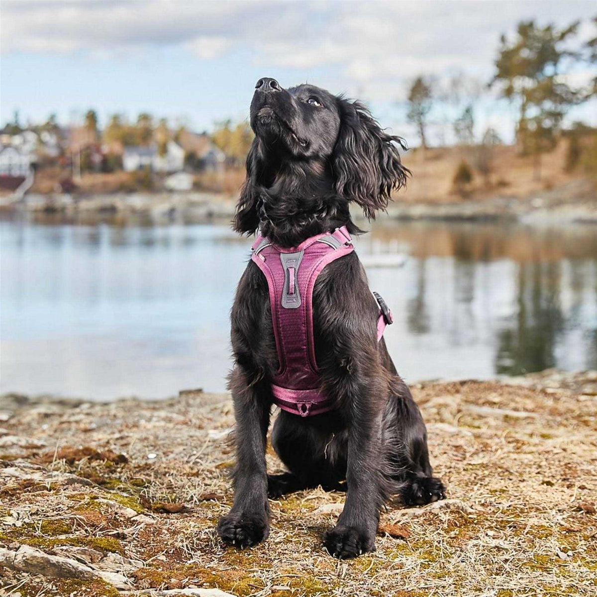Dog Harness H78062