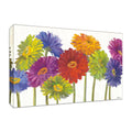 Colorful Gerbera Daisies Fine Art Giclee Print P75410