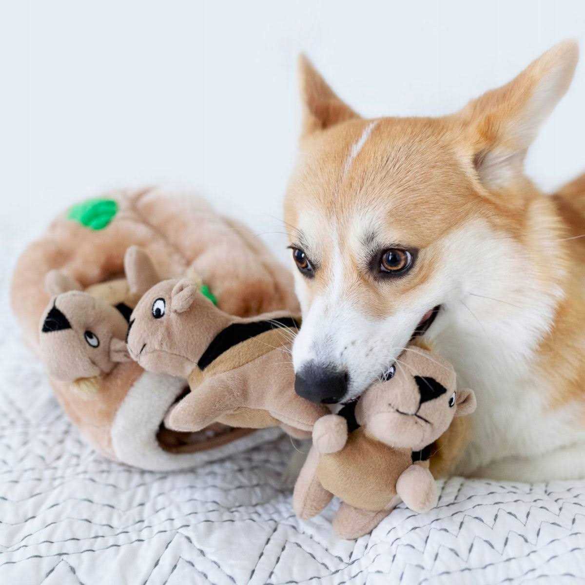 Pet Supplies T444