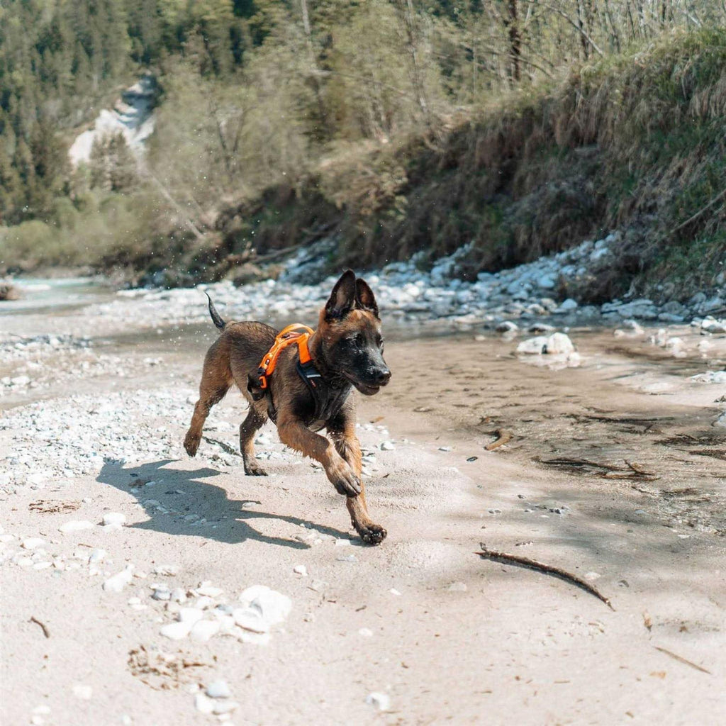 Dog Harness H78062