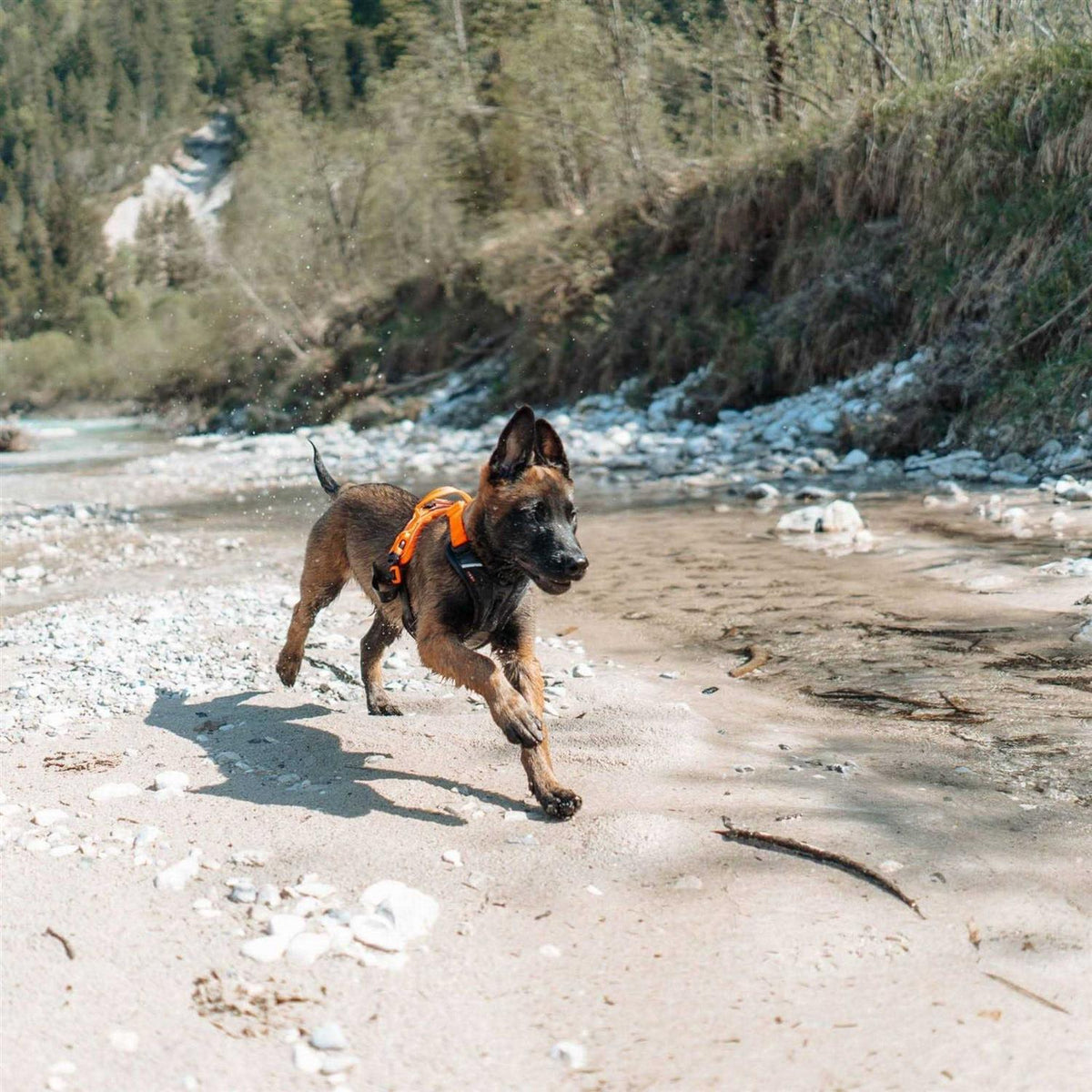 Dog Harness H78062