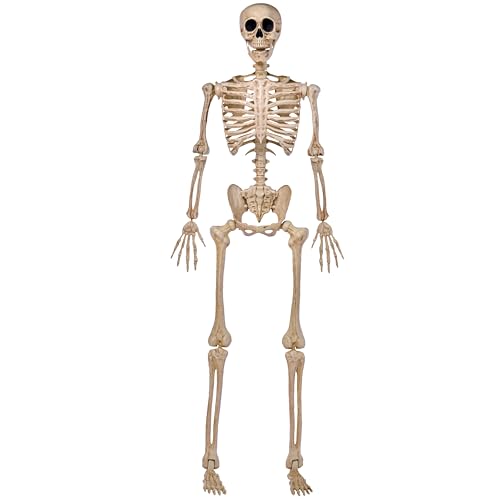 5 FT Life Size Posable Skeleton U33130